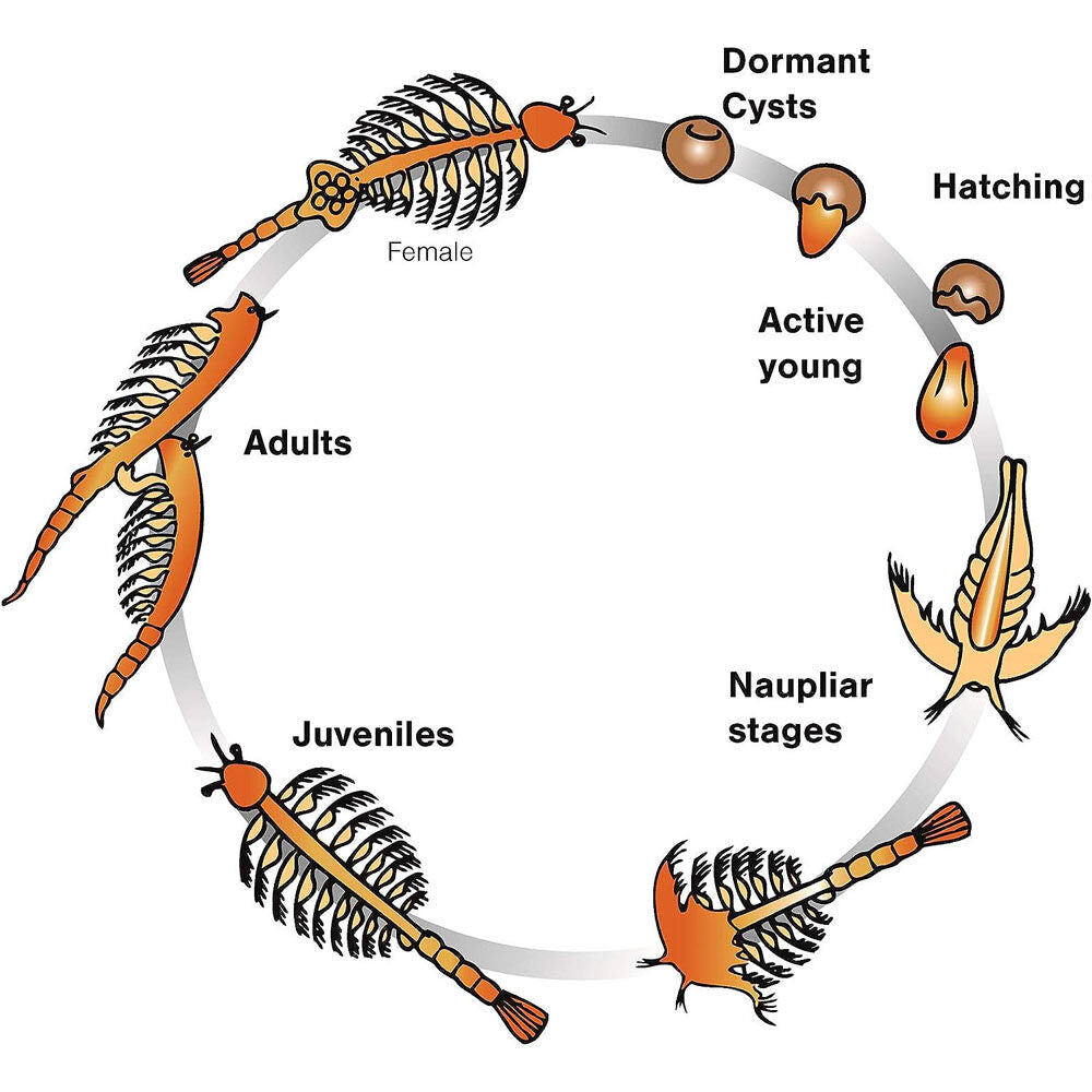 Imagen 3 - Kit Mundo Submarino Aqua Dragons