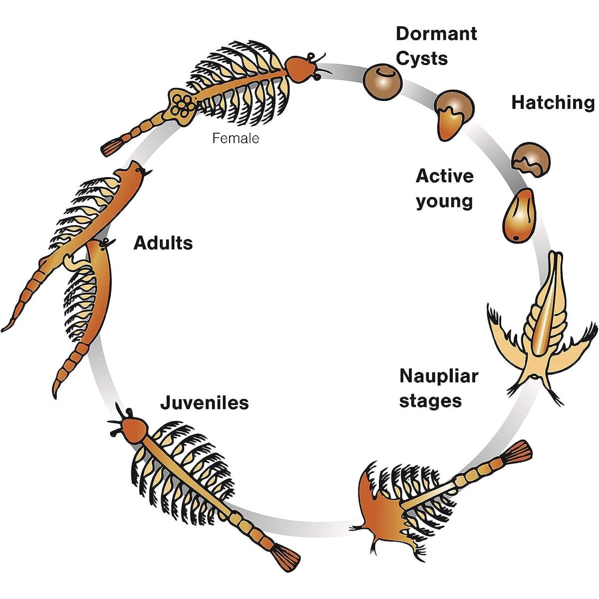 Imagen 2 - Kit Acuario Marino Aqua Dragons Led