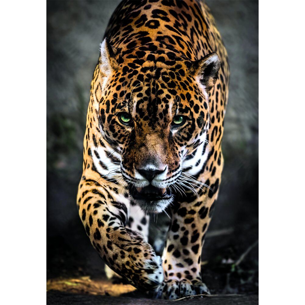 Imagen 1 - Puzzle Walk Of The Jaguar High Quality 1000Pzs