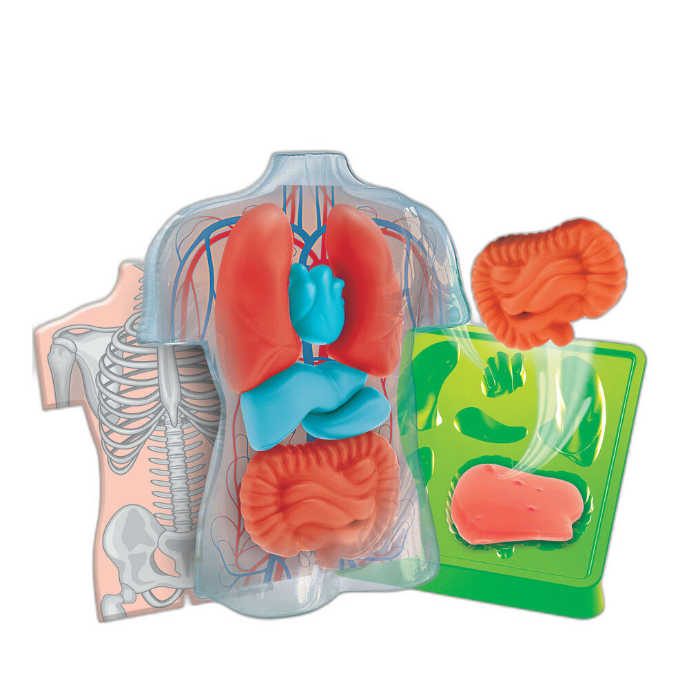Imagen 2 - Kit Anatomia Squishy Organs