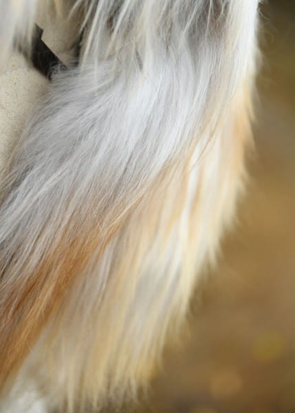 Imagen de Shoulder Fur hecho de piel de oveja nórdica, moteado blanco 1680603009 parte de nuestra colección en Espadas y más, sitio oficial.