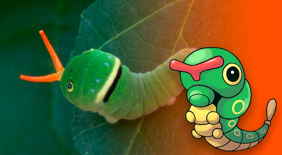 Caterpie y la Oruga papilio glaucus en que se inspiró