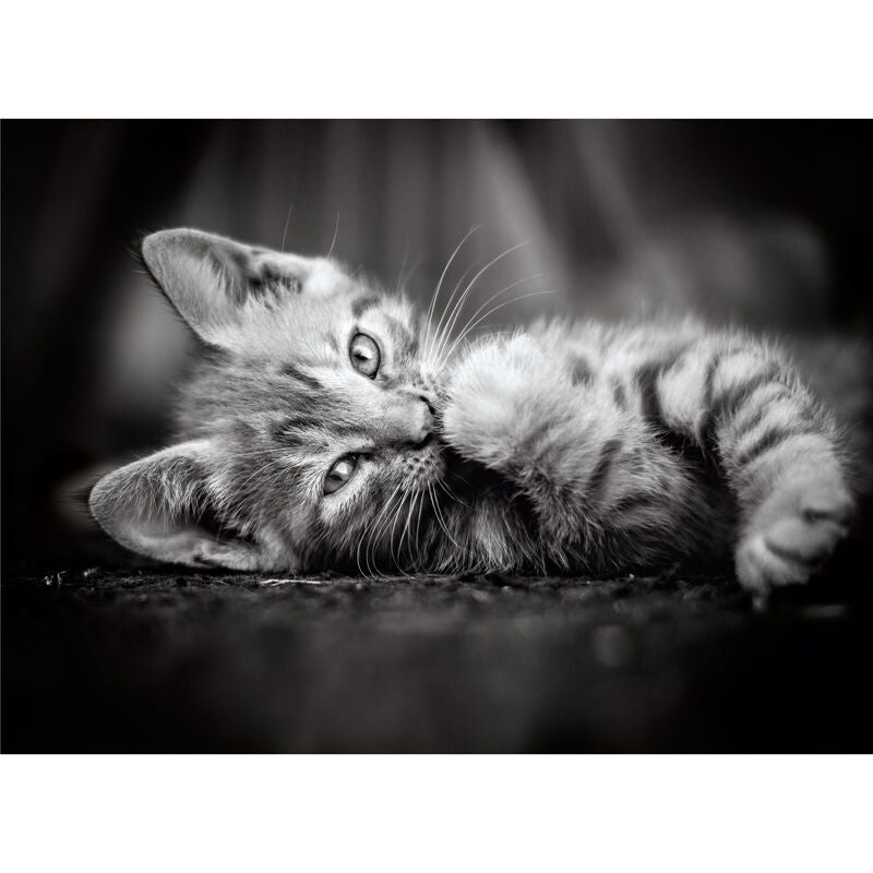 Imagen 1 - Puzzle Kitty 1000Pzs