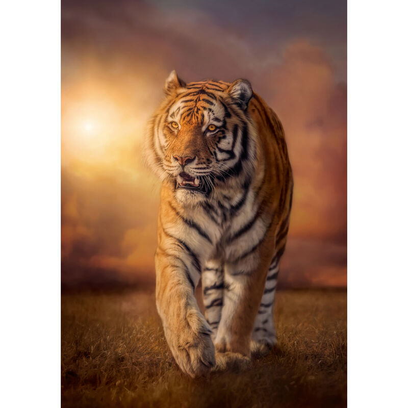 Imagen 1 de Puzzle Tigre 1500Pzs