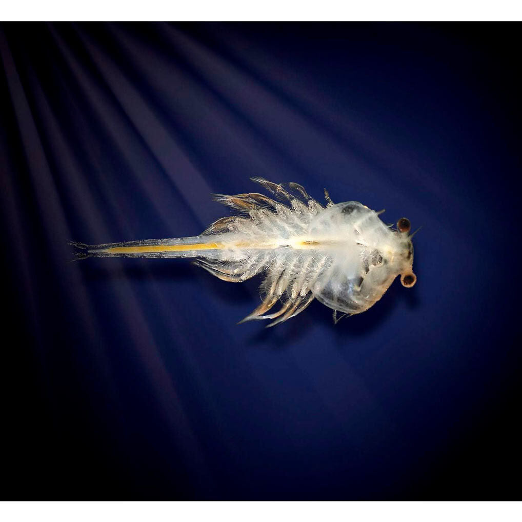 Imagen 3 - Kit Acuario Marino Aqua Dragons Led