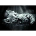 Imagen 1 - Puzzle Kitty High Quality 1000Pzs