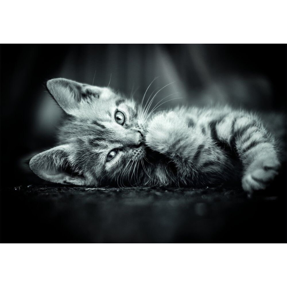 Imagen 1 - Puzzle Kitty High Quality 1000Pzs