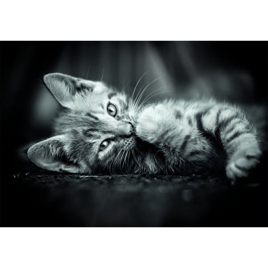 Imagen 1 - Puzzle Kitty High Quality 1000Pzs