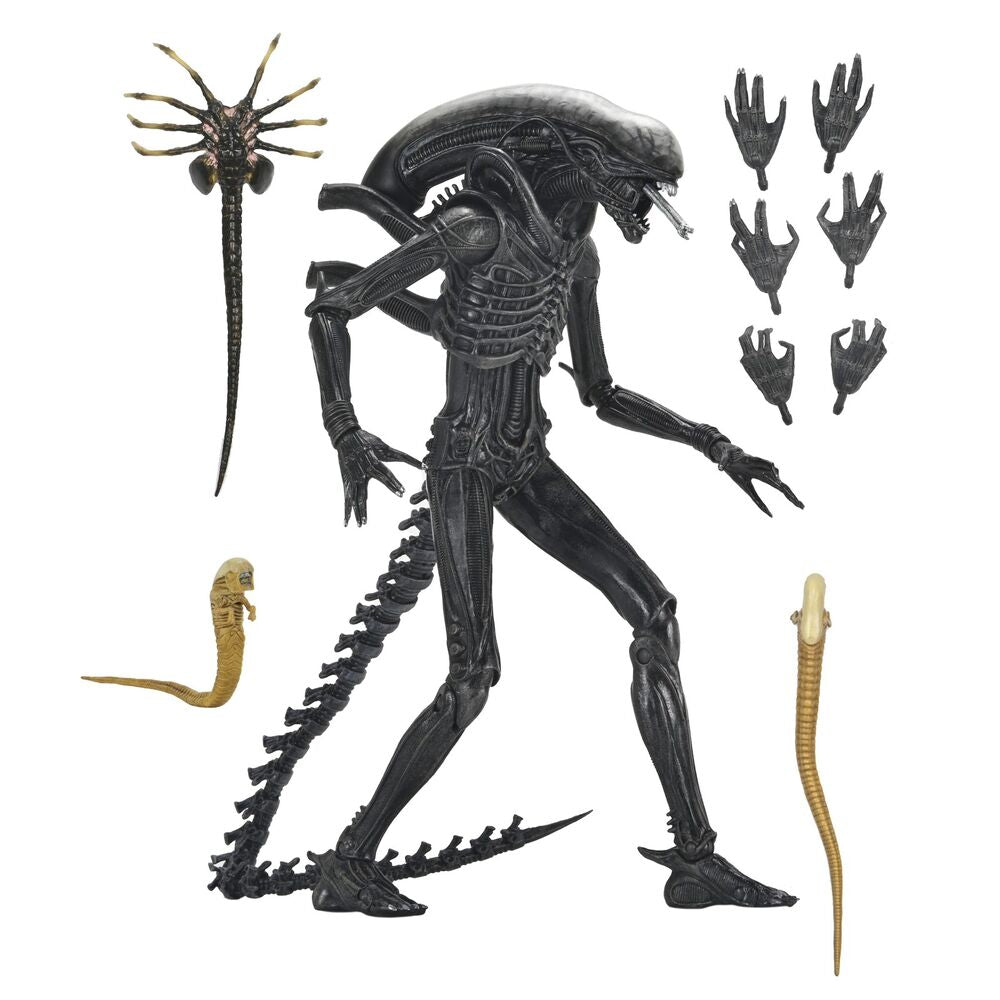 Imagen 1 - Figura Ultimate Xenomorph Alien: Romulus 18Cm