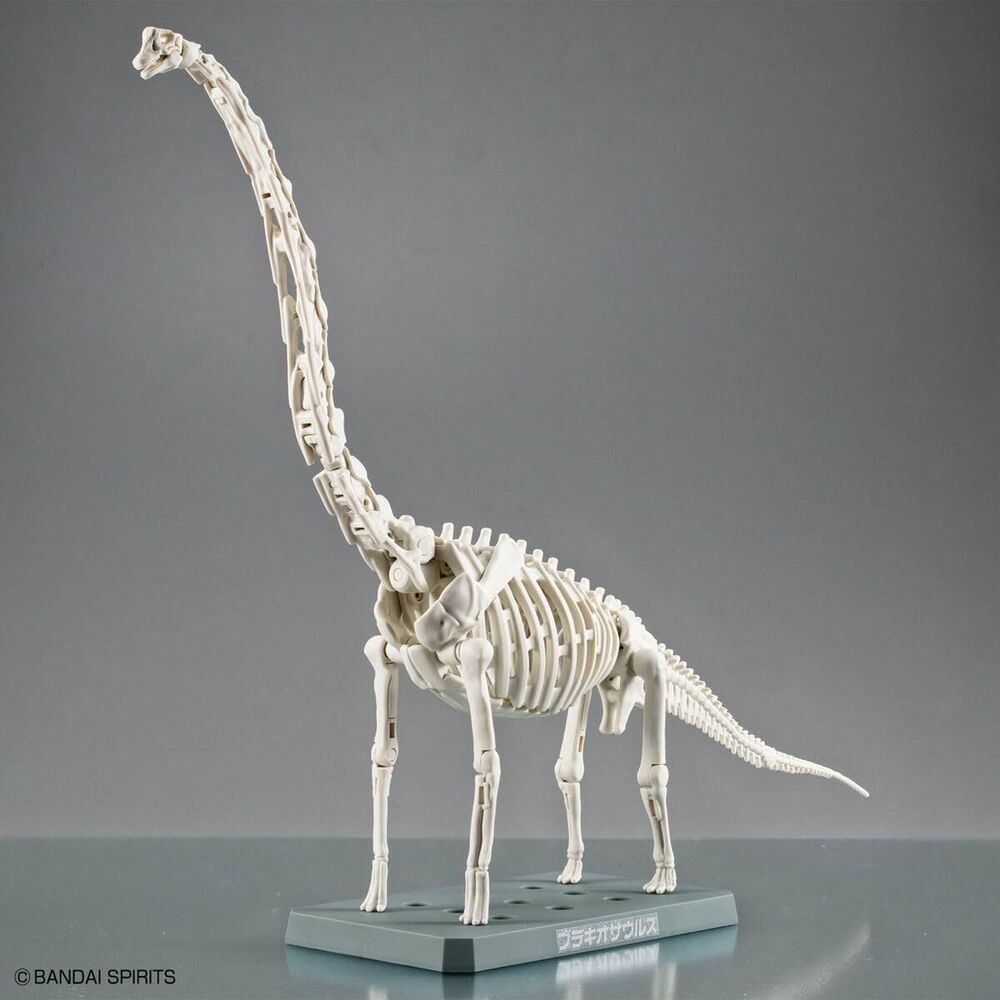 Imagen 5 - Maqueta Plannosaurus Brachiosaurus