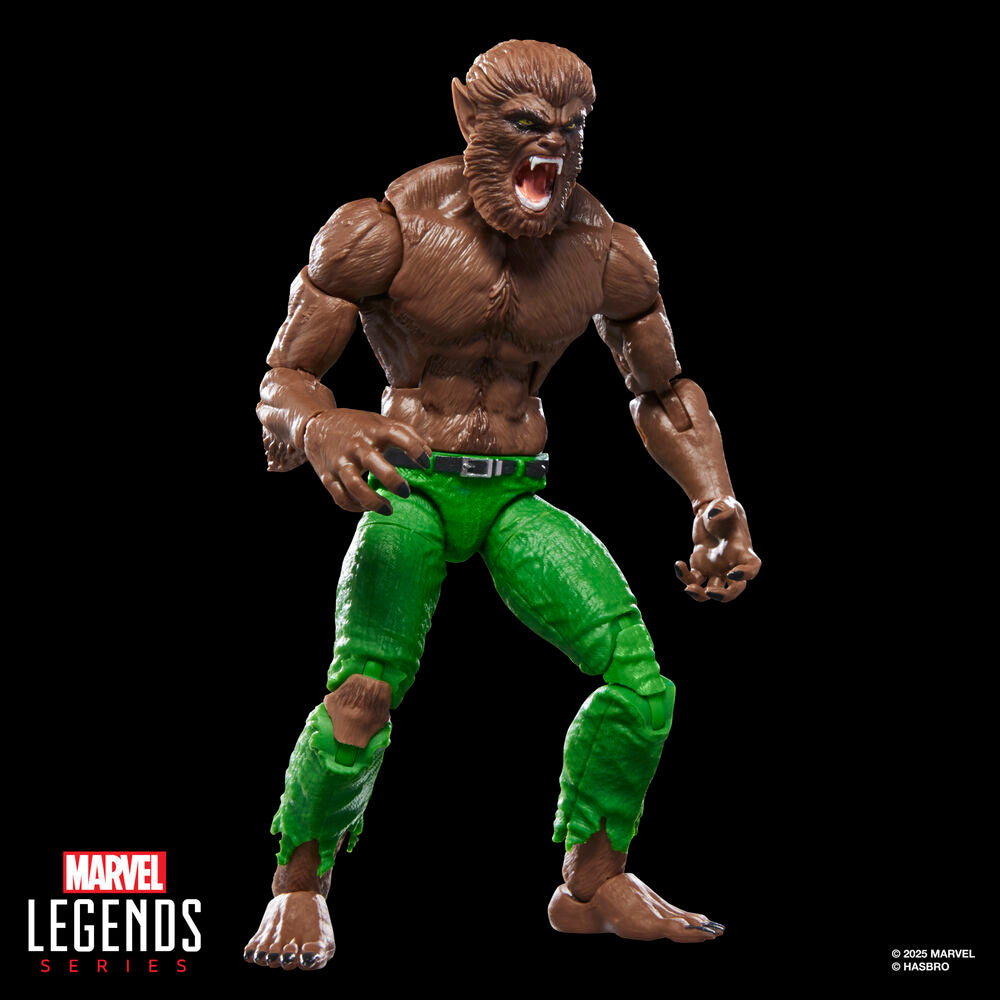 Imagen 8 - Figura Werewolf By Night Marvel Legends Series 15Cm
