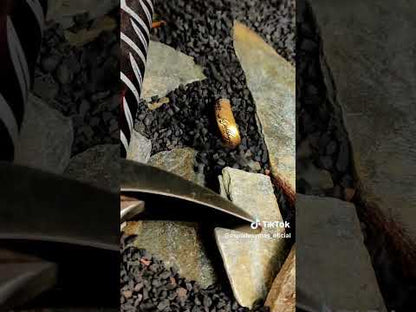 Espada Dardo o Sting de Frodo El Señor de los Anillos Oficial UC1264